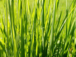 Preview wallpaper grass, plant, green, field, nature