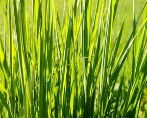 Preview wallpaper grass, plant, green, field, nature