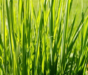 Preview wallpaper grass, plant, green, field, nature