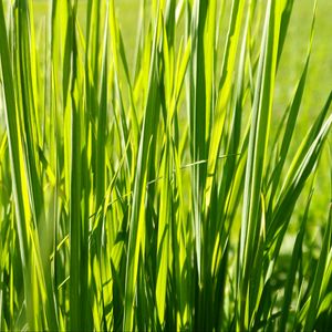 Preview wallpaper grass, plant, green, field, nature