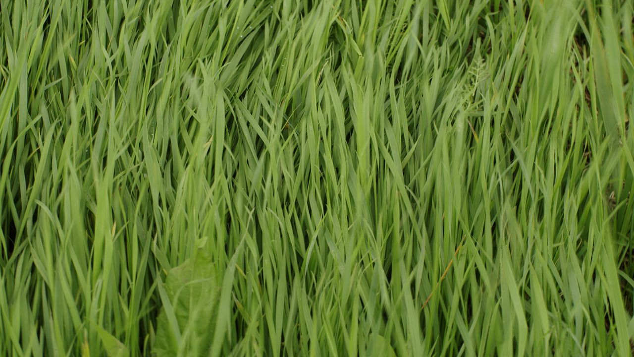 Wallpaper grass, plant, greenery, macro, green