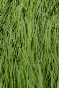 Preview wallpaper grass, plant, greenery, macro, green