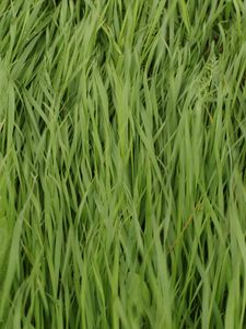 Preview wallpaper grass, plant, greenery, macro, green