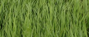 Preview wallpaper grass, plant, greenery, macro, green