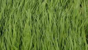 Preview wallpaper grass, plant, greenery, macro, green