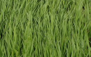 Preview wallpaper grass, plant, greenery, macro, green