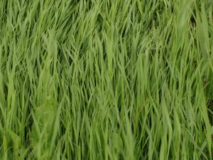 Preview wallpaper grass, plant, greenery, macro, green