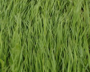 Preview wallpaper grass, plant, greenery, macro, green