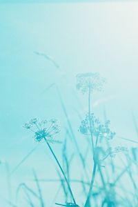 Preview wallpaper grass, plant, inflorescences, blue