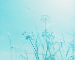 Preview wallpaper grass, plant, inflorescences, blue