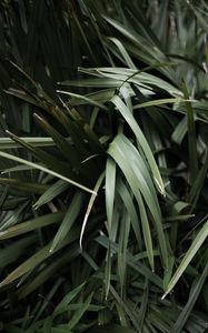 Preview wallpaper grass, plant, leaves, green, blur, closeup