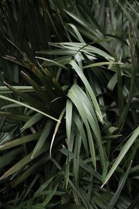 Preview wallpaper grass, plant, leaves, green, blur, closeup