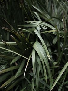 Preview wallpaper grass, plant, leaves, green, blur, closeup