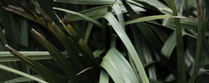 Preview wallpaper grass, plant, leaves, green, blur, closeup