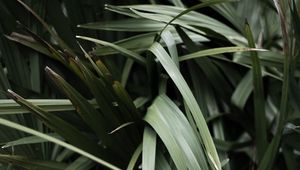 Preview wallpaper grass, plant, leaves, green, blur, closeup