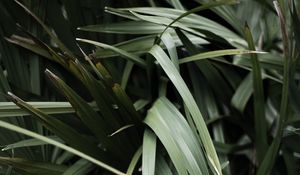 Preview wallpaper grass, plant, leaves, green, blur, closeup