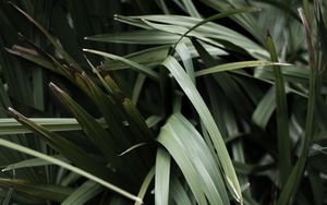 Preview wallpaper grass, plant, leaves, green, blur, closeup