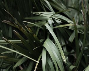 Preview wallpaper grass, plant, leaves, green, blur, closeup