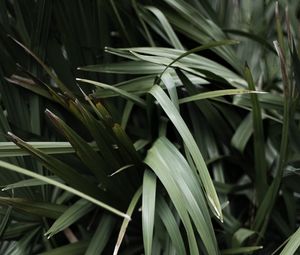 Preview wallpaper grass, plant, leaves, green, blur, closeup