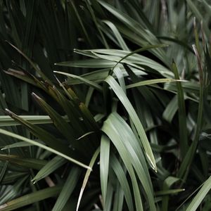 Preview wallpaper grass, plant, leaves, green, blur, closeup