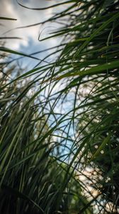 Preview wallpaper grass, plant, leaves, macro, green