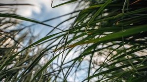 Preview wallpaper grass, plant, leaves, macro, green