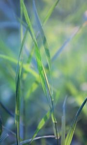 Preview wallpaper grass, plant, leaves