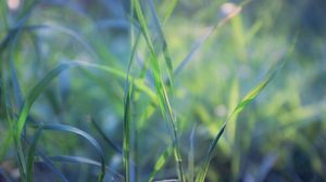 Preview wallpaper grass, plant, leaves