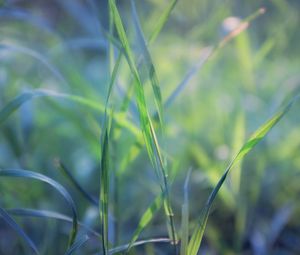 Preview wallpaper grass, plant, leaves