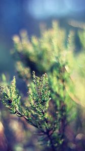 Preview wallpaper grass, plant, leaves, greens