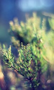 Preview wallpaper grass, plant, leaves, greens