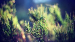 Preview wallpaper grass, plant, leaves, greens