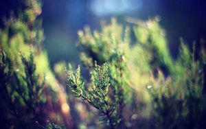 Preview wallpaper grass, plant, leaves, greens