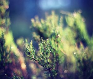 Preview wallpaper grass, plant, leaves, greens