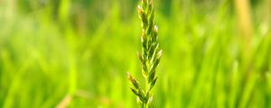 Preview wallpaper grass, plant, leaves