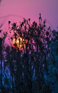 Preview wallpaper grass, plant, light