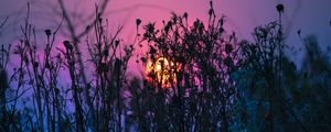 Preview wallpaper grass, plant, light