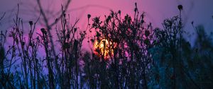 Preview wallpaper grass, plant, light