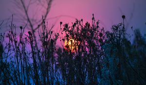 Preview wallpaper grass, plant, light