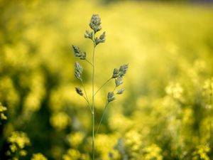 Preview wallpaper grass, plant, macro, inflorescence, closeup