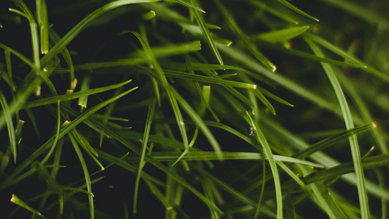 Wallpaper grass, plant, macro, green