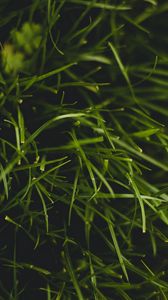 Preview wallpaper grass, plant, macro, green