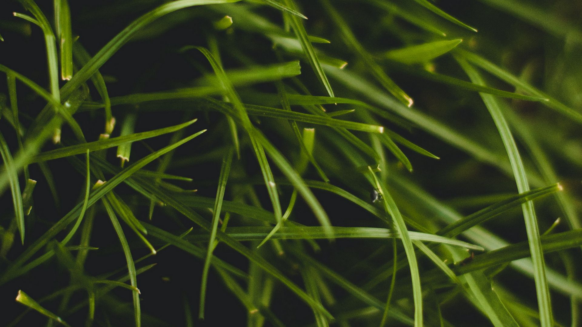 Download Wallpaper 1920x1080 Grass Plant Macro Green Full Hd Hdtv