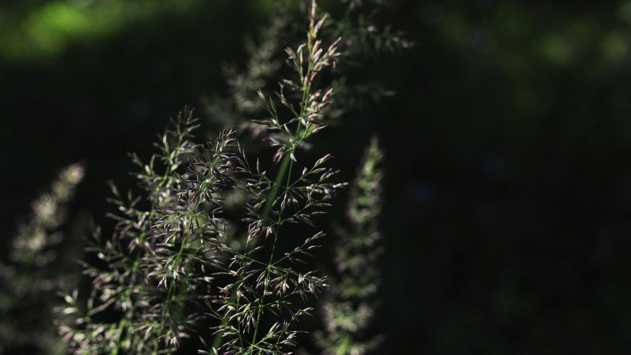 Wallpaper grass, plant, macro, dark