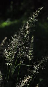 Preview wallpaper grass, plant, macro, dark