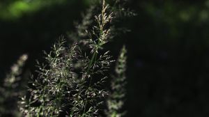 Preview wallpaper grass, plant, macro, dark