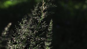 Preview wallpaper grass, plant, macro, dark