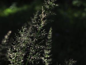 Preview wallpaper grass, plant, macro, dark