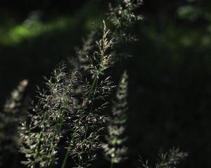 Preview wallpaper grass, plant, macro, dark