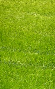 Preview wallpaper grass, plant, paint, canvas